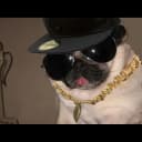 DOG.CHUD