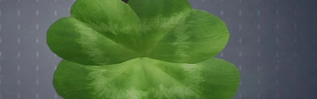 Profile Banner