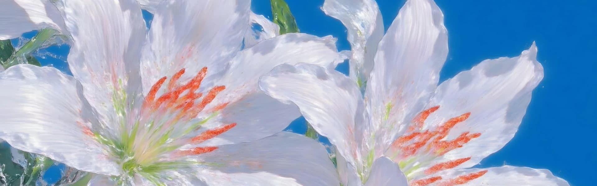 Profile Banner