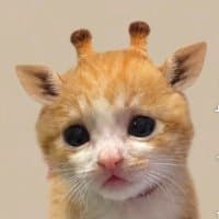 Capii